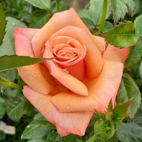 Rosa Remember Me™ - galben - portocaliu - Trandafir copac cu trunchi înalt - cu flori teahibrid - coroană dreaptă